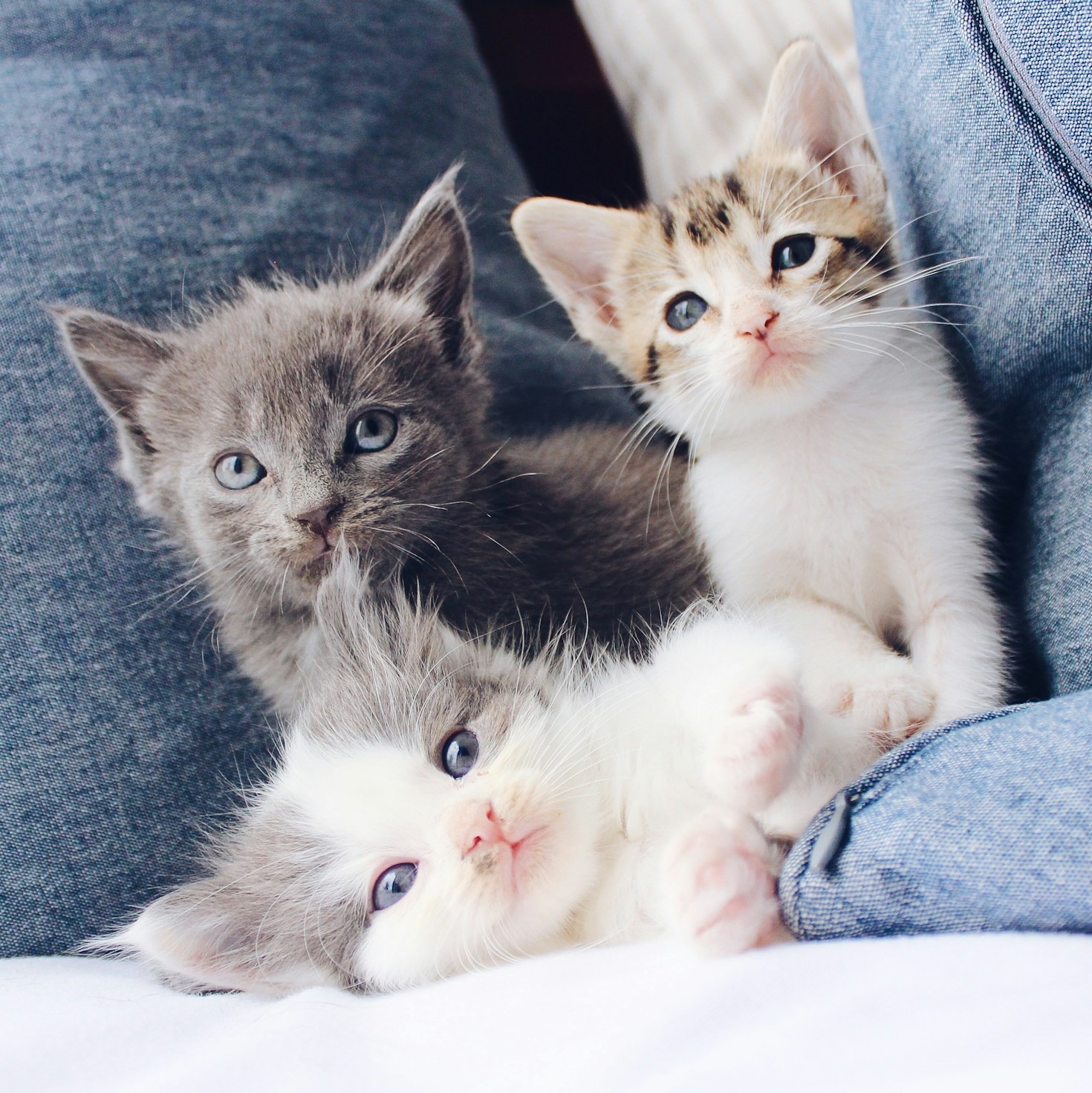 The Inspiration Behind Pip and Coco